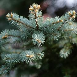 nadelbaum