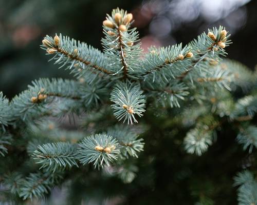 nadelbaum